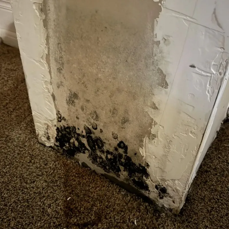 Professional Mold Removal in Matheny, CA